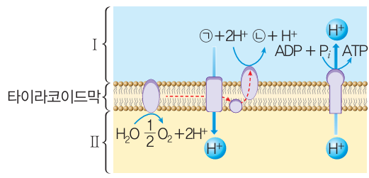 (주)천재교과서 세포와 물질대사 121쪽 현행내용 이미지