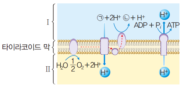 (주)천재교과서 세포와 물질대사 121쪽 수정내용 이미지