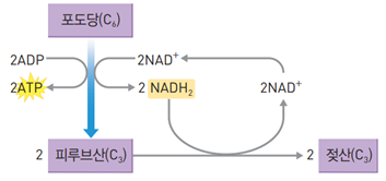 동아출판(주) 세포와 물질대사 114쪽 현행내용 이미지