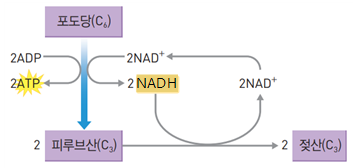 동아출판(주) 세포와 물질대사 114쪽 수정내용 이미지