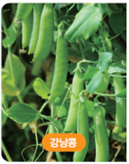 (주)아이스크림미디어 과학3-1 105쪽 현행내용 이미지