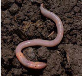 (주)비상교육 실험관찰3-1 꾸러미5쪽 현행내용 이미지