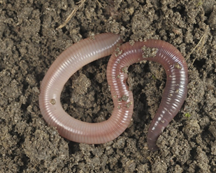 (주)비상교육 실험관찰3-1 꾸러미5쪽 수정내용 이미지
