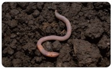 (주)비상교육 과학3-1지도서(전자저작물 포함) 607쪽 현행내용 이미지