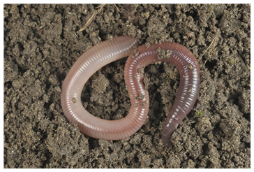 (주)비상교육 과학3-1지도서(전자저작물 포함) 607쪽 수정내용 이미지