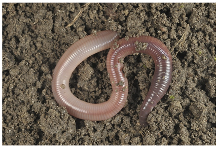 (주)비상교육 과학4-1지도서(전자저작물 포함) 601쪽 수정내용 이미지