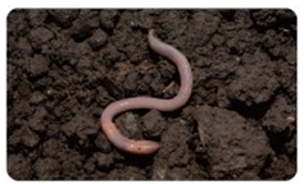 (주)비상교육 과학3-2지도서(전자저작물 포함) 603쪽 현행내용 이미지