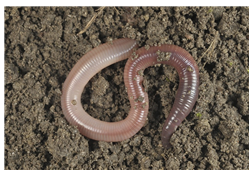 (주)비상교육 과학3-2지도서(전자저작물 포함) 603쪽 수정내용 이미지