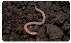 (주)비상교육 과학4-2지도서(전자저작물 포함) 595쪽 현행내용 이미지